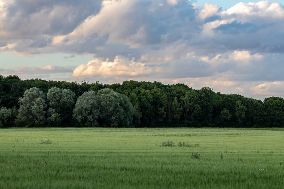 Green field bordered by mature trees
